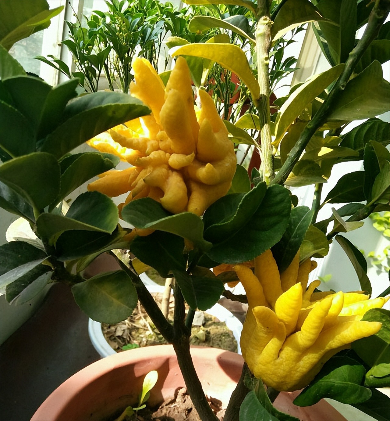 4 cây cảnh điềm lành, trồng trong nhà chiêu tài, hút lộc, còn là "bảo bối" cho sức khỏe - Ảnh 7.