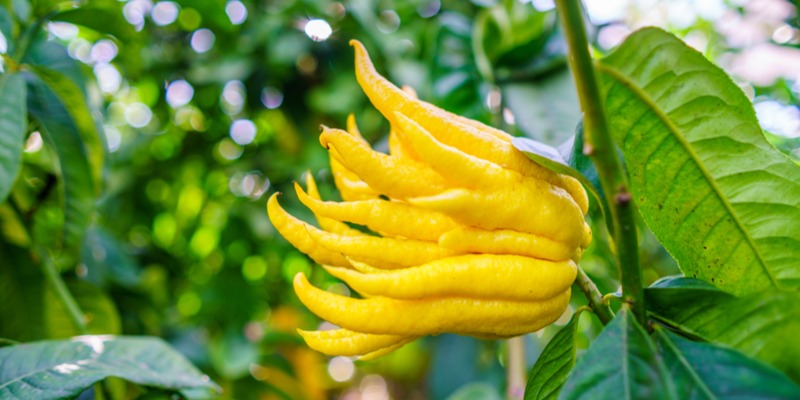 4 cây cảnh điềm lành, trồng trong nhà chiêu tài, hút lộc, còn là "bảo bối" cho sức khỏe - Ảnh 6.