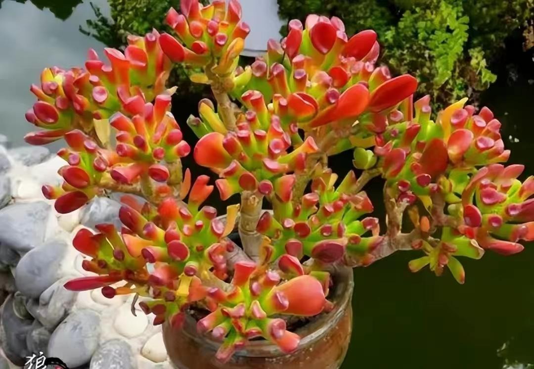 Trồng 4 cây cảnh này như rước Thần Tài vào nhà, càng già càng thành bảo bối - Ảnh 11.