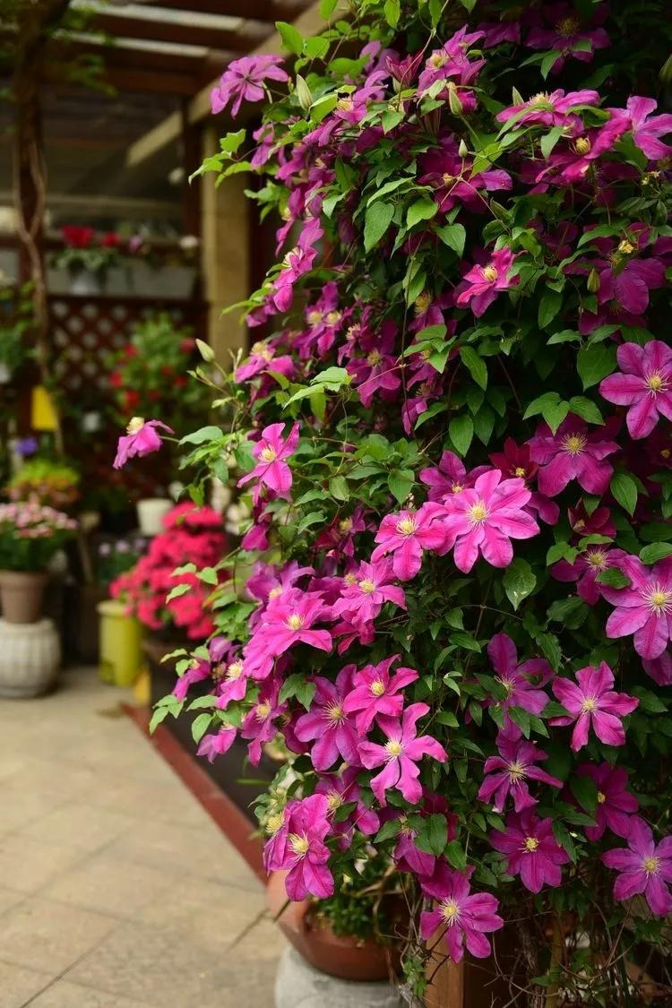 Ngất ngất ngây với khu vườn trong mơ rực rỡ sắc màu, lấp lánh ánh sáng - Ảnh 5. Ngất ngất ngây với khu vườn trong mơ rực rỡ sắc màu, lấp lánh ánh sáng - Ảnh 5.
