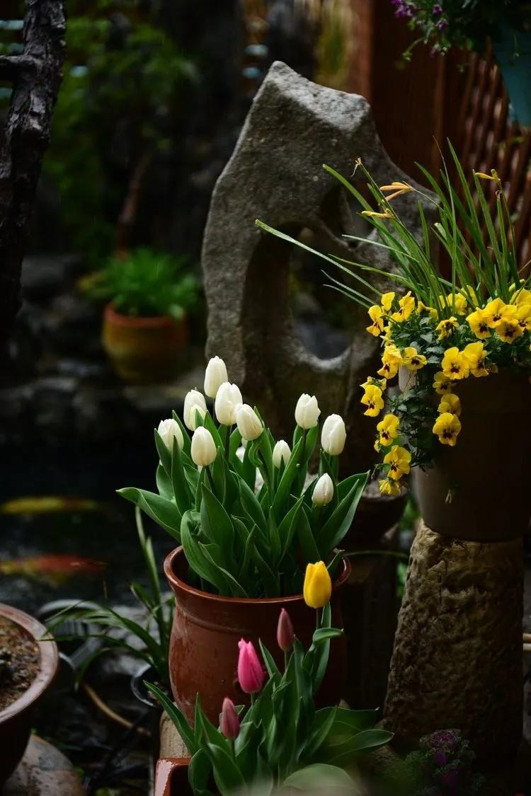 Ngất ngất ngây với khu vườn trong mơ rực rỡ sắc màu, lấp lánh ánh sáng - Ảnh 3. Ngất ngất ngây với khu vườn trong mơ rực rỡ sắc màu, lấp lánh ánh sáng - Ảnh 3.