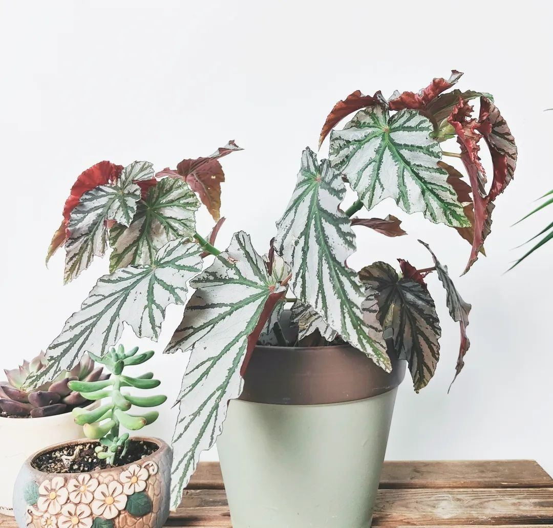 Trồng 5 cây cảnh lá màu sắc rực rỡ trong nhà, mùa đông không còn đơn điệu - Ảnh 6.