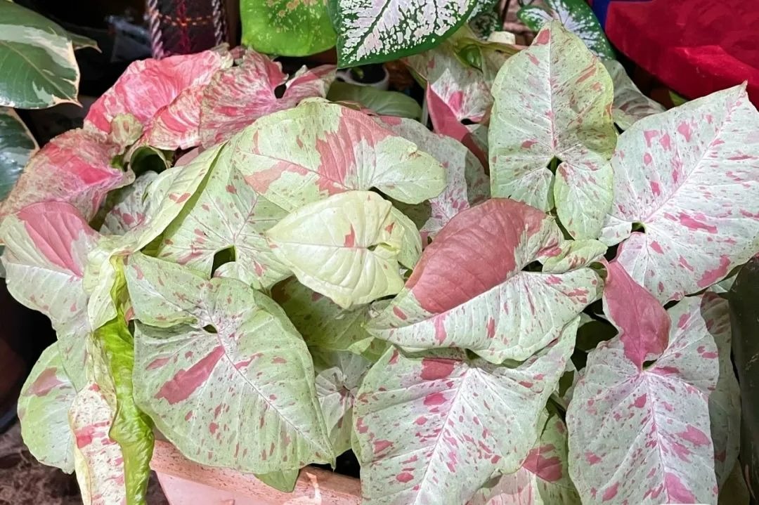 Trồng 5 cây cảnh lá màu sắc rực rỡ trong nhà, mùa đông không còn đơn điệu - Ảnh 4.