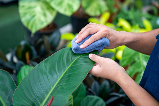 Trồng cây cảnh, 3 vị trí dễ "ngậm bụi bẩn", dọn sạch thì cây mới khỏe mạnh, dưỡng người - Ảnh 6.