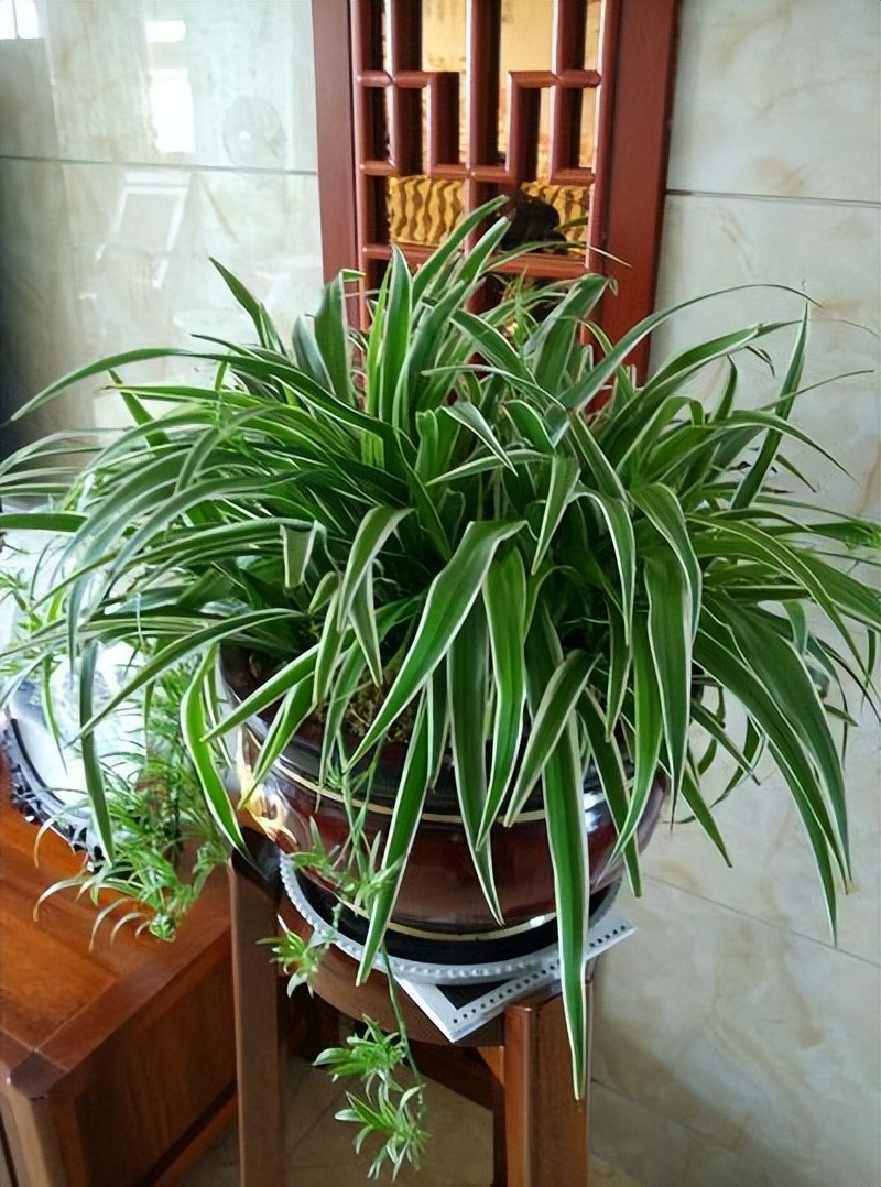 4 cây cảnh hút lộc, chiêu tài, thanh lọc không khí, dưỡng người, nhà giàu nào cũng thích - Ảnh 7. 4 cây cảnh hút lộc, chiêu tài, thanh lọc không khí, dưỡng người, nhà giàu nào cũng thích - Ảnh 7.