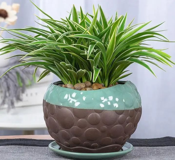 4 cây cảnh hút lộc, chiêu tài, thanh lọc không khí, dưỡng người, nhà giàu nào cũng thích - Ảnh 5. 4 cây cảnh hút lộc, chiêu tài, thanh lọc không khí, dưỡng người, nhà giàu nào cũng thích - Ảnh 5.