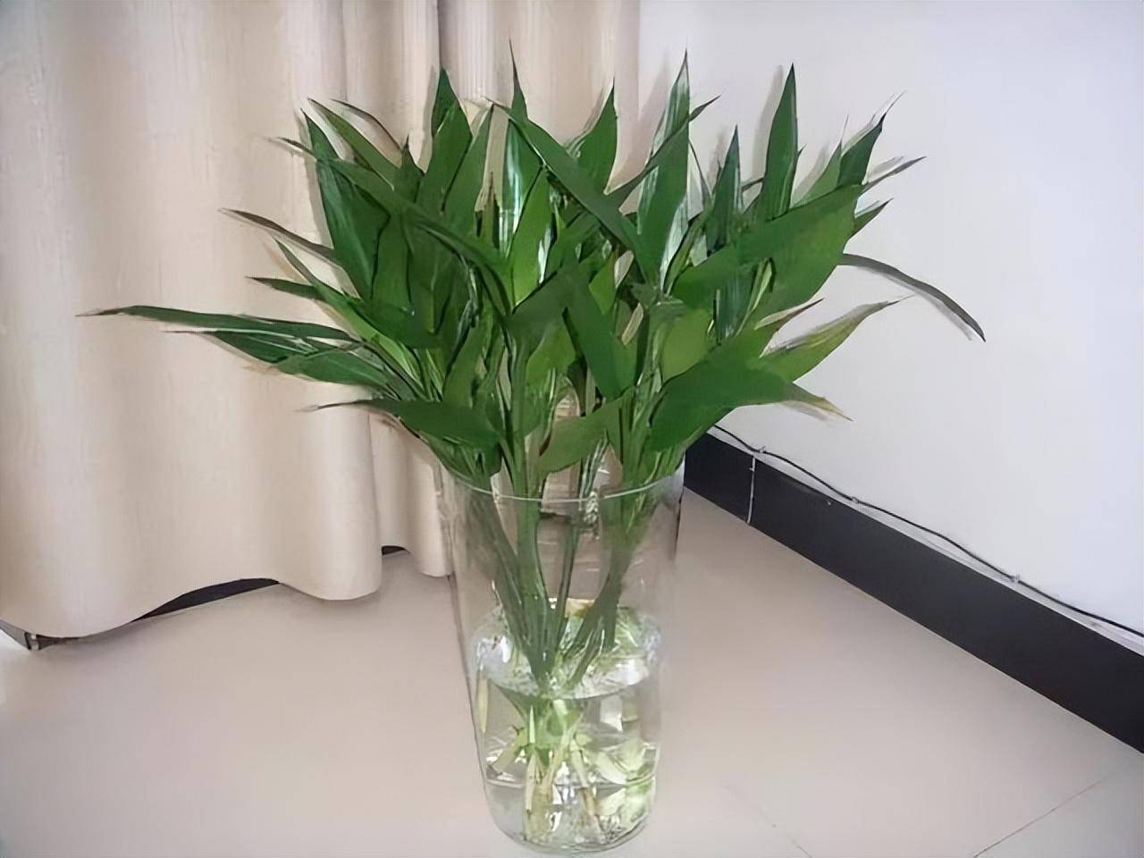 4 cây cảnh hút lộc, chiêu tài, thanh lọc không khí, dưỡng người, nhà giàu nào cũng thích - Ảnh 11. 4 cây cảnh hút lộc, chiêu tài, thanh lọc không khí, dưỡng người, nhà giàu nào cũng thích - Ảnh 11.