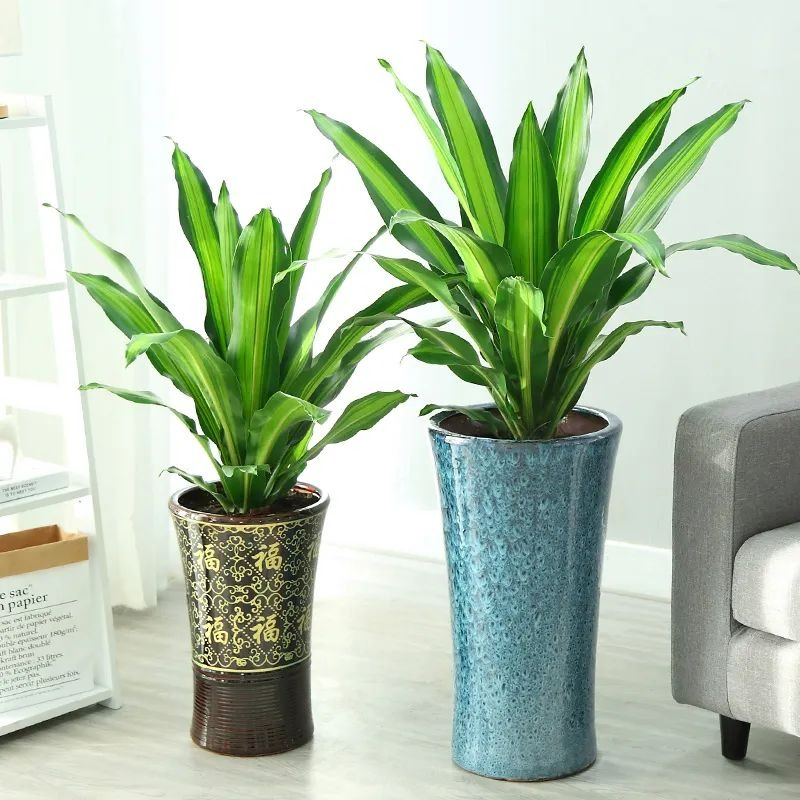 4 cây cảnh hút lộc, chiêu tài, thanh lọc không khí, dưỡng người, nhà giàu nào cũng thích - Ảnh 3. 4 cây cảnh hút lộc, chiêu tài, thanh lọc không khí, dưỡng người, nhà giàu nào cũng thích - Ảnh 3.