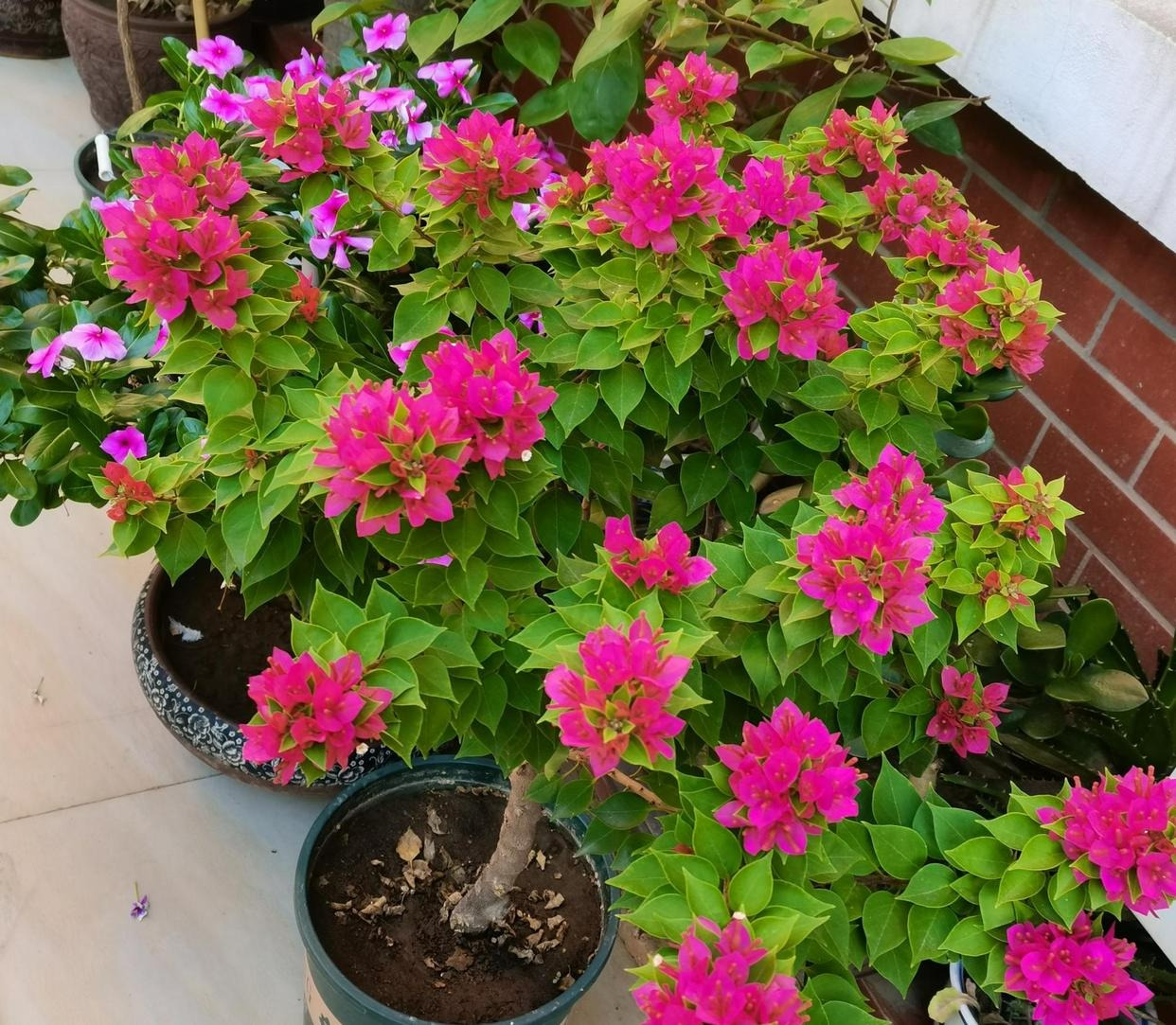 4 cây cảnh là "cỗ máy ra hoa" vào mùa đông, trồng ngay bây giờ để kịp đón năm mới rực rỡ - Ảnh 14.