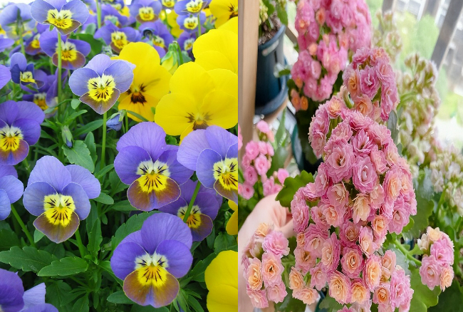 4 cây cảnh là "cỗ máy ra hoa" vào mùa đông, trồng ngay bây giờ để kịp đón năm mới rực rỡ - Ảnh 18.