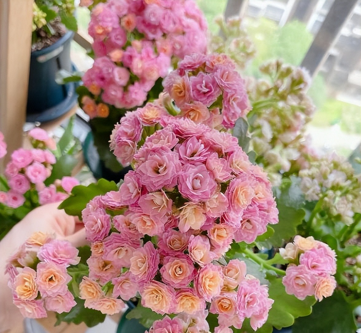 4 cây cảnh là "cỗ máy ra hoa" vào mùa đông, trồng ngay bây giờ để kịp đón năm mới rực rỡ - Ảnh 9.