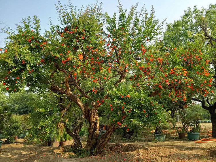 Người xưa dặn: "Trồng 3 cây ăn quả trước nhà, gia đình vạn sự hưng" - Ảnh 2. Người xưa dặn: "Trồng 3 cây ăn quả trước nhà, gia đình vạn sự hưng" - Ảnh 2.
