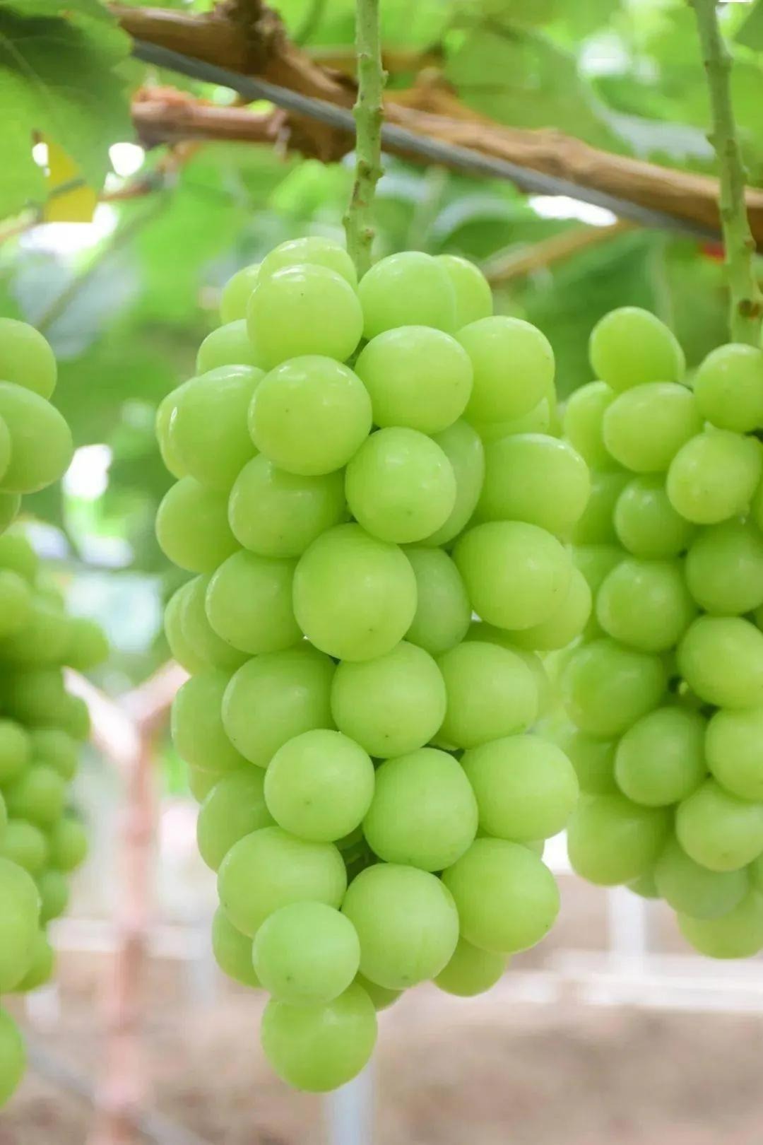 Người xưa dặn: "Trồng 3 cây ăn quả trước nhà, gia đình vạn sự hưng" - Ảnh 9. Người xưa dặn: "Trồng 3 cây ăn quả trước nhà, gia đình vạn sự hưng" - Ảnh 9.
