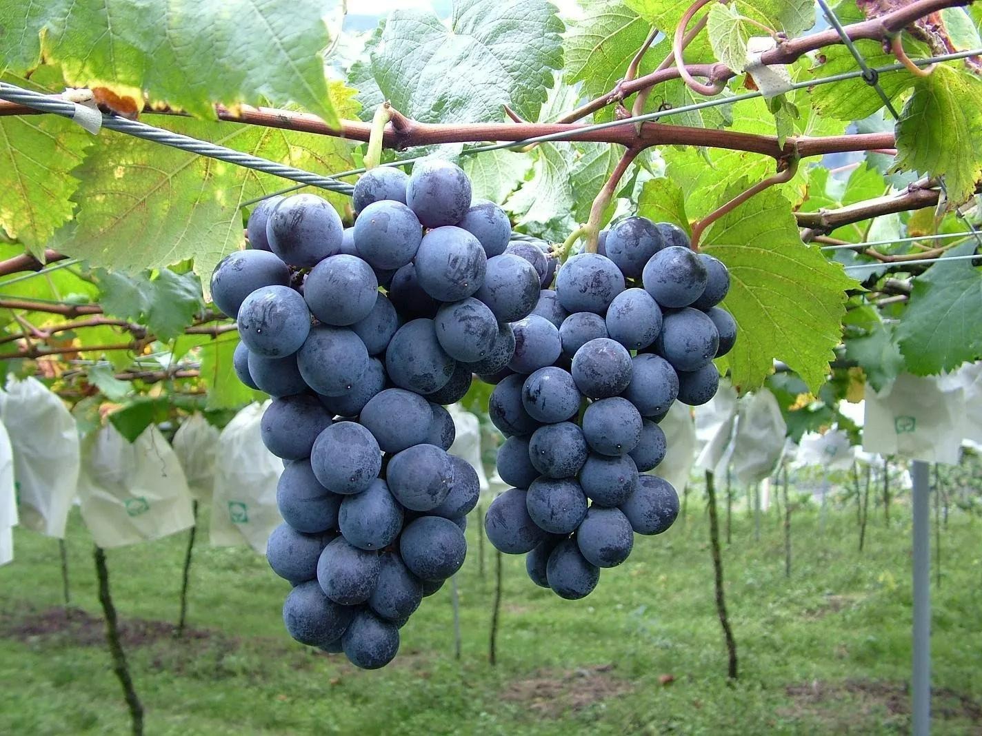 Người xưa dặn: "Trồng 3 cây ăn quả trước nhà, gia đình vạn sự hưng" - Ảnh 10. Người xưa dặn: "Trồng 3 cây ăn quả trước nhà, gia đình vạn sự hưng" - Ảnh 10.