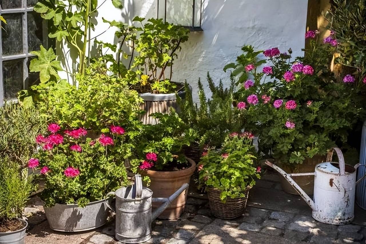Cây cảnh muốn phát triển xanh tốt, nở hoa rực rỡ cần "nằm lòng" 6 bí quyết này - Ảnh 6.
