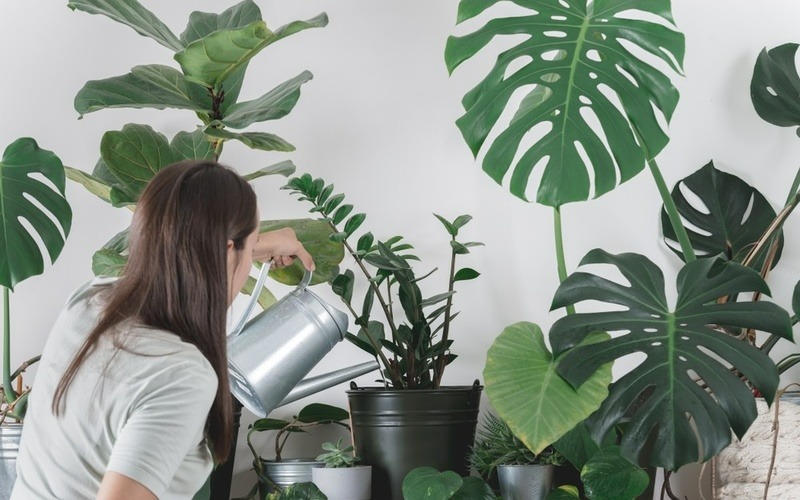 Cây cảnh muốn phát triển xanh tốt, nở hoa rực rỡ cần "nằm lòng" 6 bí quyết này - Ảnh 4.