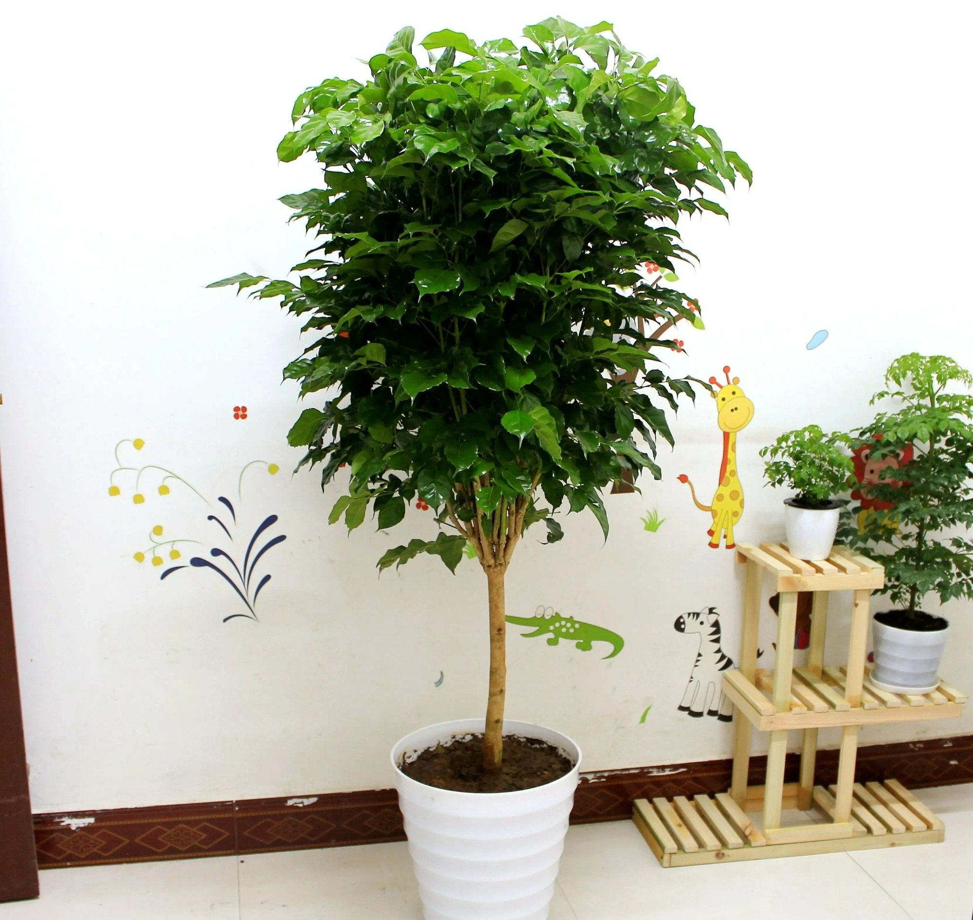 Người xưa nói: "Nghèo trồng cỏ, giàu trồng cây", 6 cây cảnh phòng khách giúp vượng khí, phát tài - Ảnh 5.