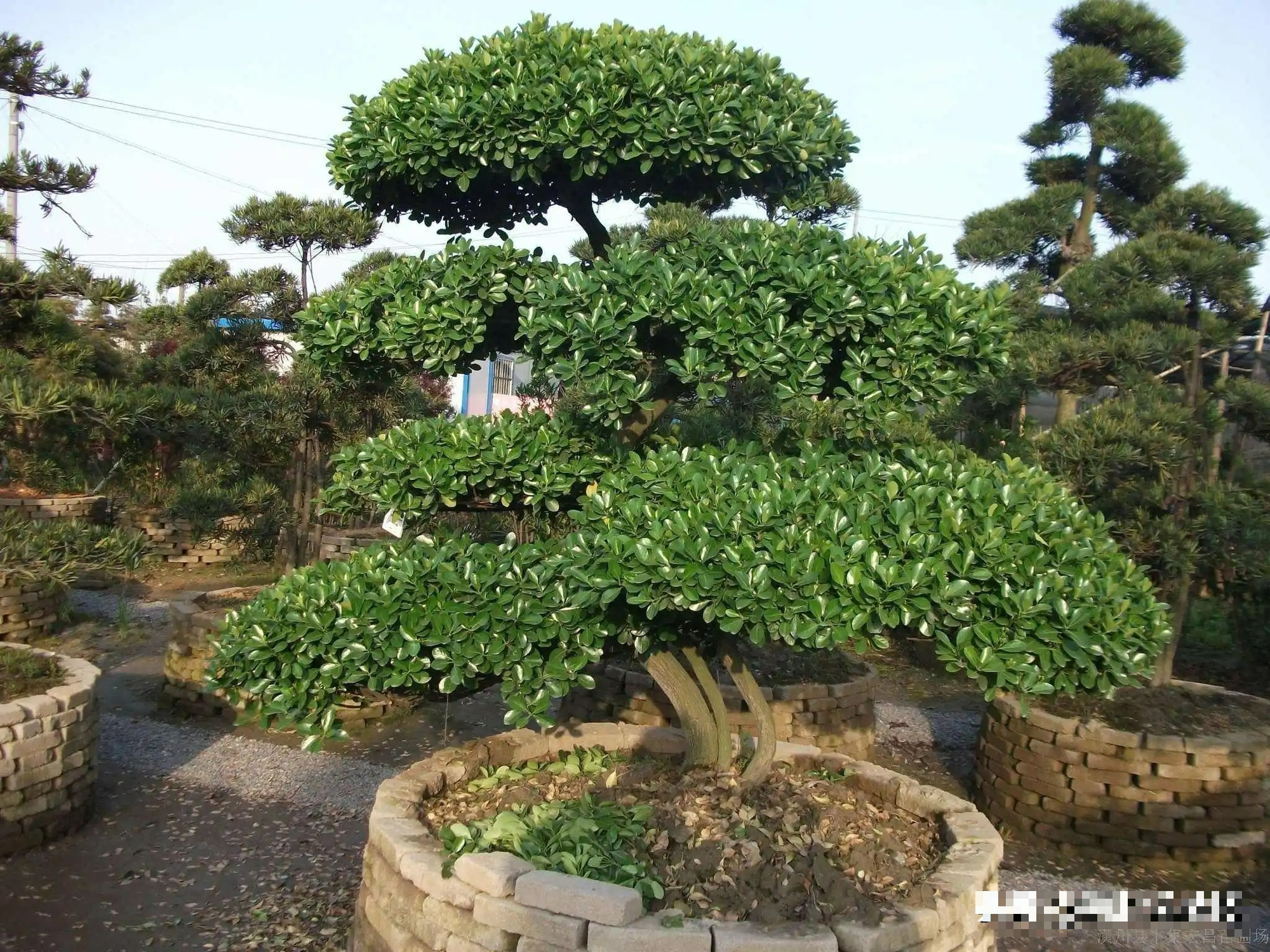 Người xưa nói: "Nghèo trồng cỏ, giàu trồng cây", 6 cây cảnh phòng khách giúp vượng khí, phát tài - Ảnh 7.