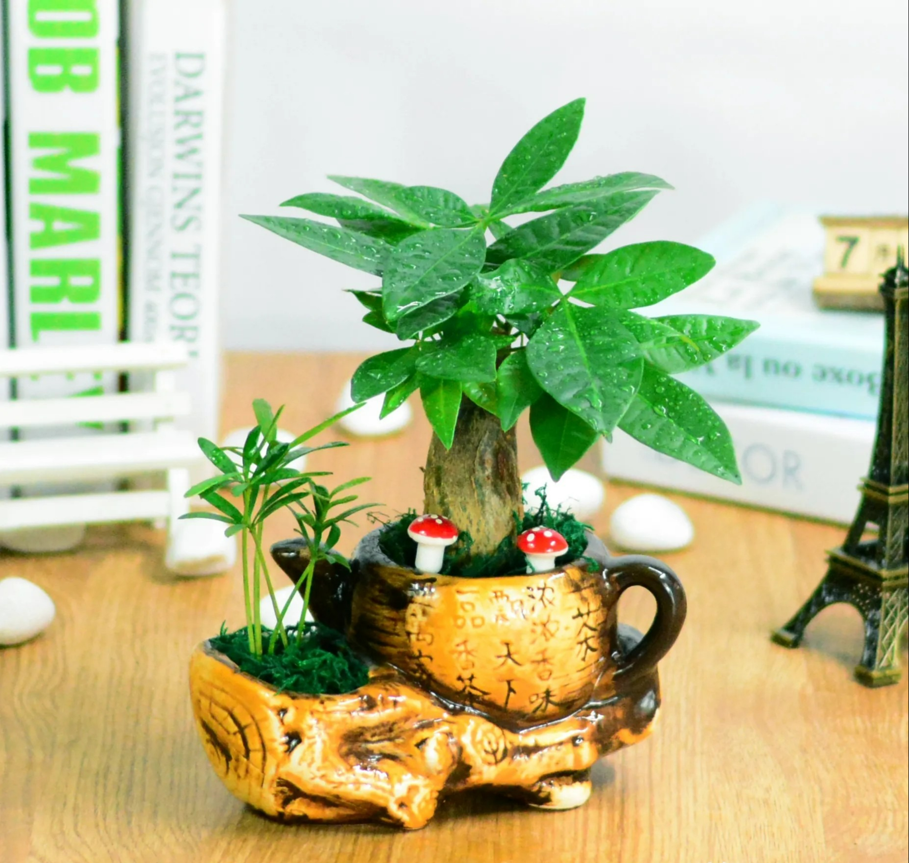 Người xưa nói: "Nghèo trồng cỏ, giàu trồng cây", 6 cây cảnh phòng khách giúp vượng khí, phát tài - Ảnh 3.