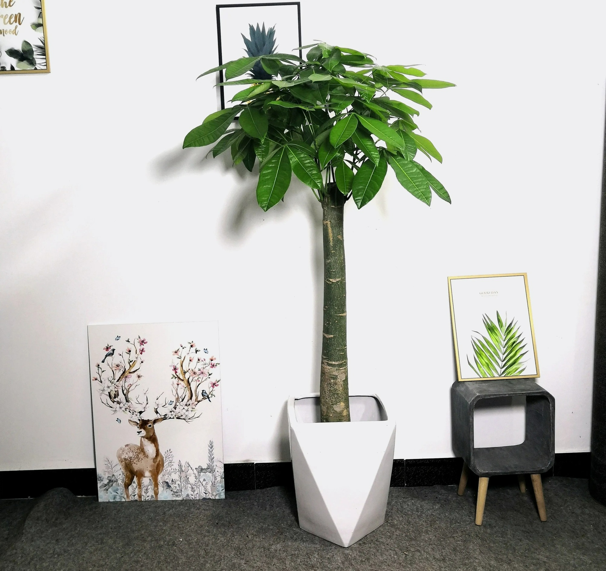 Người xưa nói: "Nghèo trồng cỏ, giàu trồng cây", 6 cây cảnh phòng khách giúp vượng khí, phát tài - Ảnh 2.