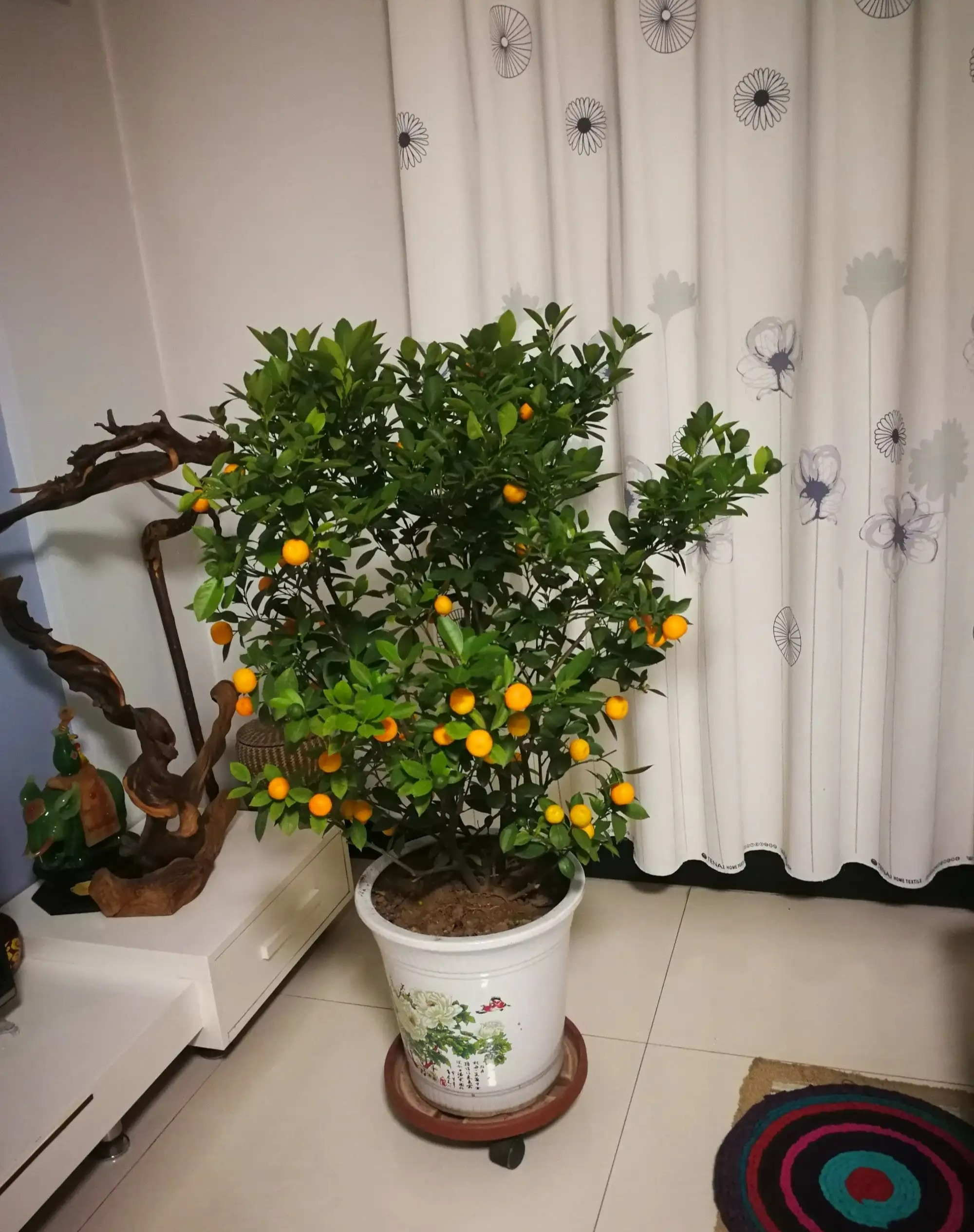 Người xưa nói: "Nghèo trồng cỏ, giàu trồng cây", 6 cây cảnh phòng khách giúp vượng khí, phát tài - Ảnh 13.