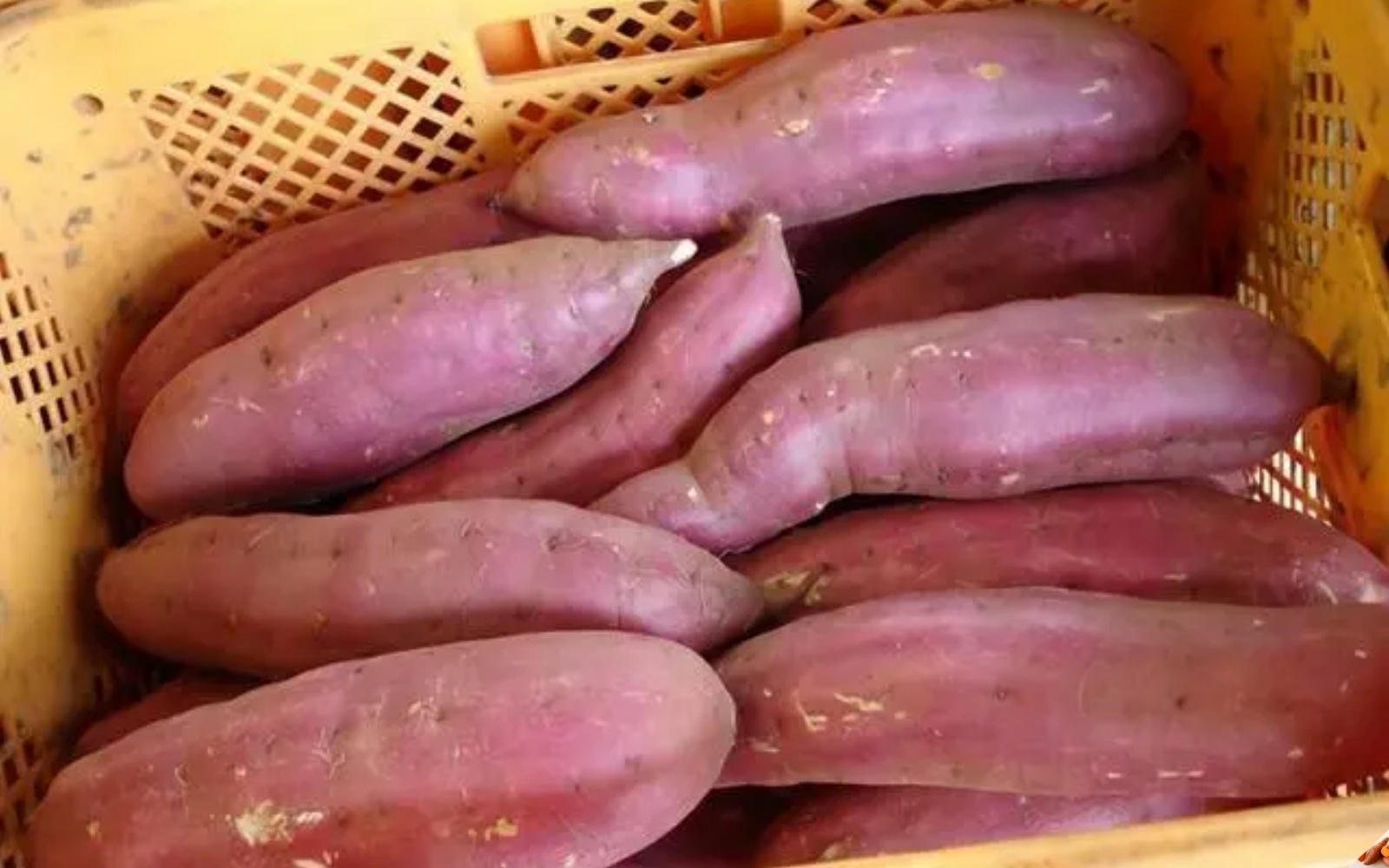 Loại củ trường thọ của người Nhật, nước ta có rất nhiều, bán la liệt ngoài chợ không biết mua ăn thì quá tiếc - Ảnh 11.