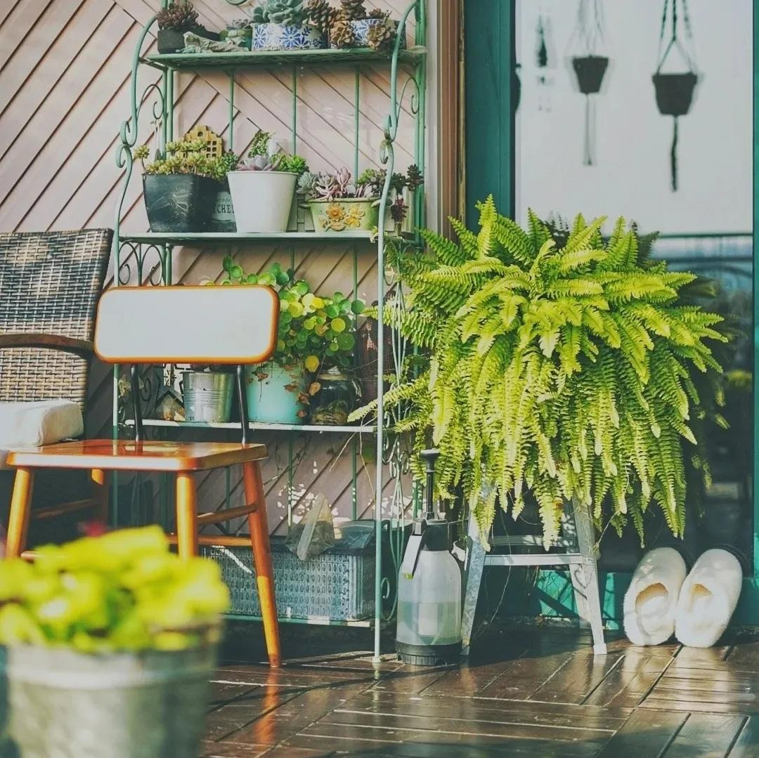 3 cây cảnh "ưa uống nước", 3 ngày tưới 1 lần, mùa đông vẫn xanh ngắt, tràn đầy sắc xuân - Ảnh 4. 3 cây cảnh "ưa uống nước", 3 ngày tưới 1 lần, mùa đông vẫn xanh ngắt, tràn đầy sắc xuân - Ảnh 4.