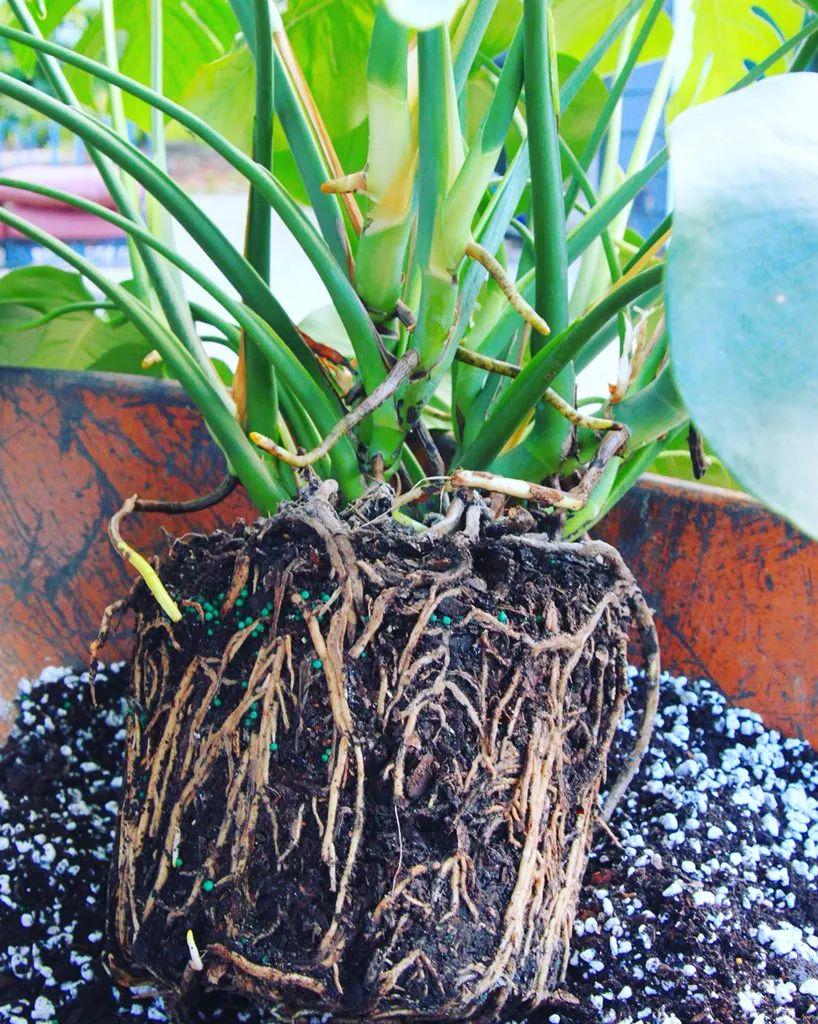 Cây cảnh trong nhà muốn xanh tốt bời bời cần chú ý điều này, bón phân không quá quan trọng đâu - Ảnh 1.