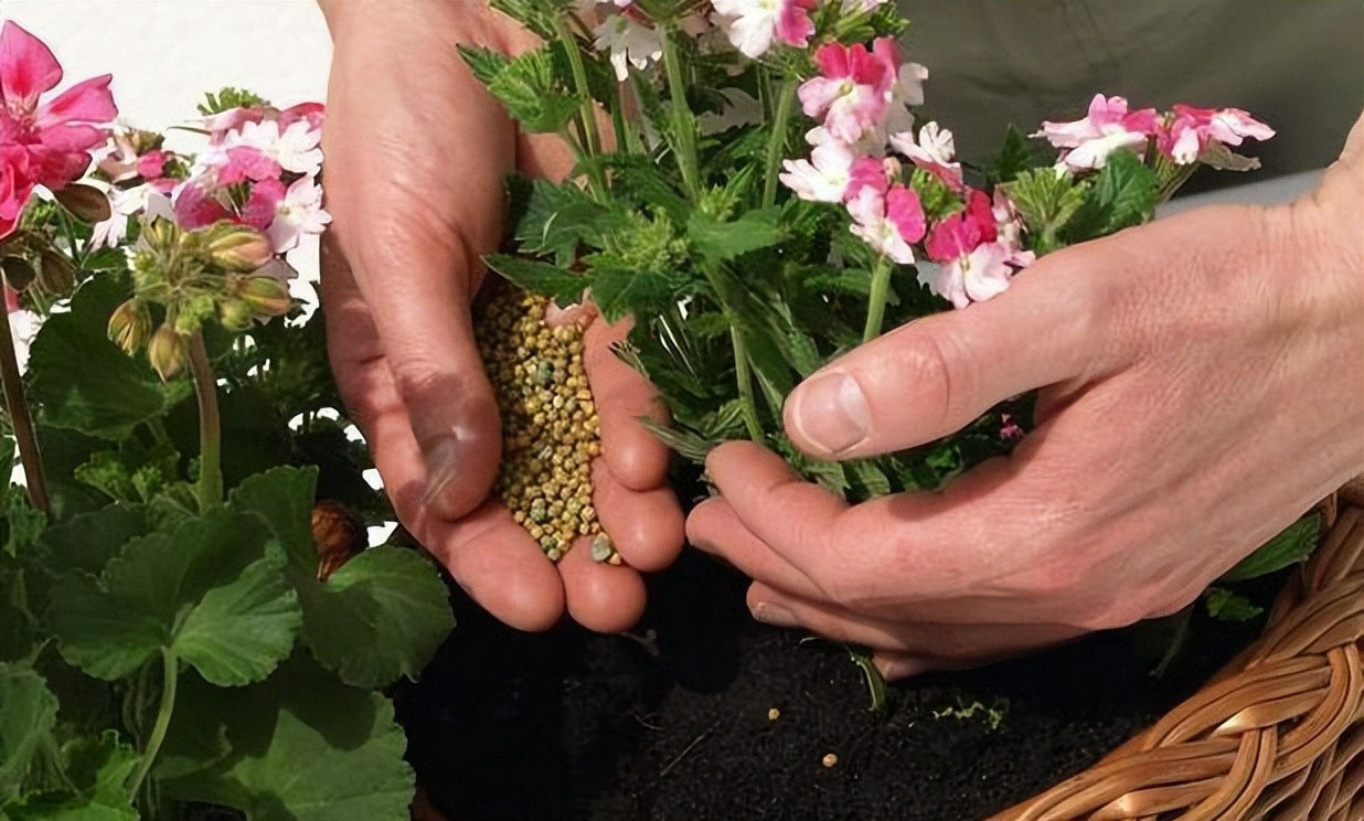 Cây cảnh trong nhà muốn xanh tốt bời bời cần chú ý điều này, bón phân không quá quan trọng đâu - Ảnh 2.