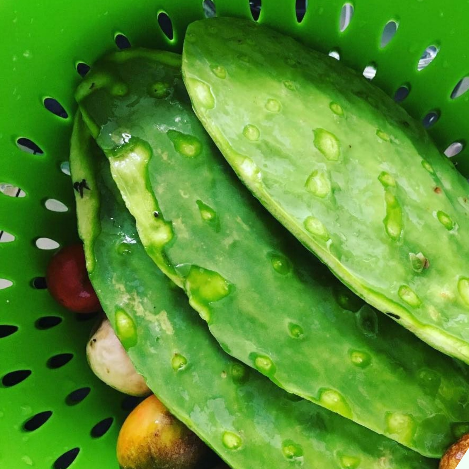 Loài cây dại có gai mọc bờ rào được ví như “siêu thực phẩm”, nấu với con giàu đạm có ngay món đặc sản - Ảnh 2. Loài cây dại có gai mọc bờ rào được ví như “siêu thực phẩm”, nấu với con giàu đạm có ngay món đặc sản - Ảnh 2.