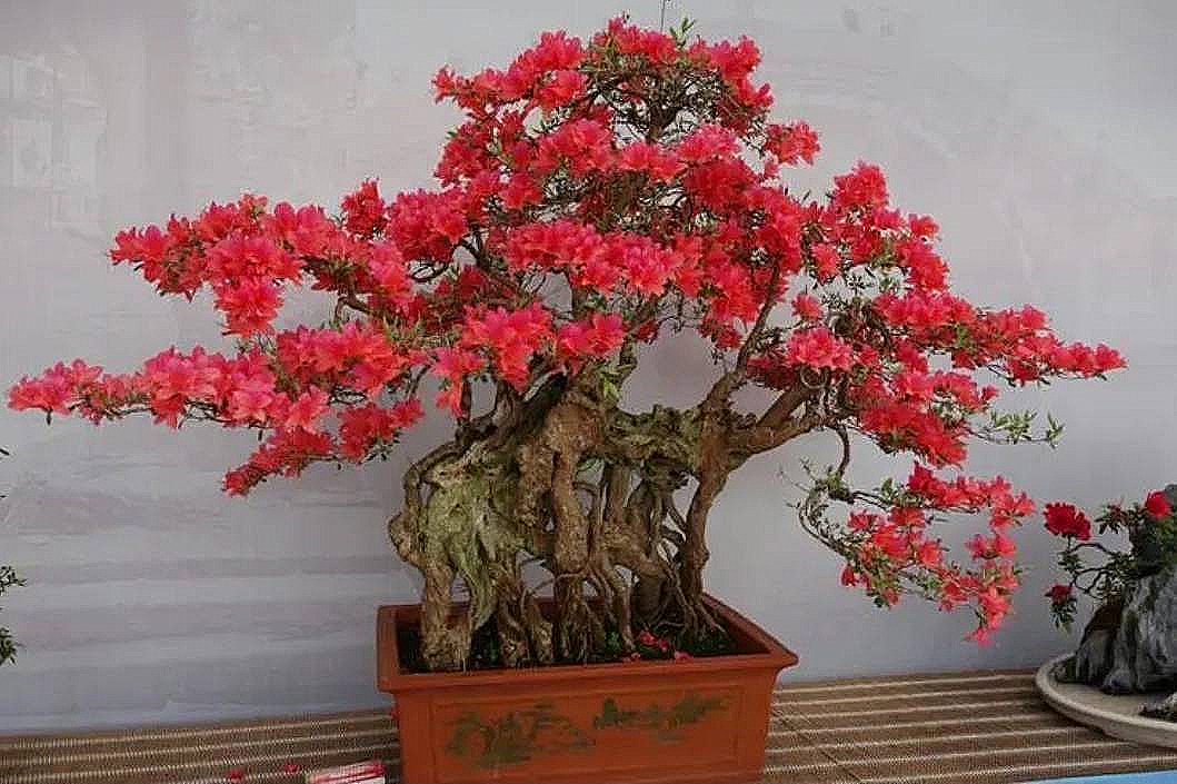 4 cây cảnh thơm ngát, đặt 1 chậu nhỏ ở phòng khách cả nhà ướp hương, hút tài, chiêu lộc rất tốt- Ảnh 1.