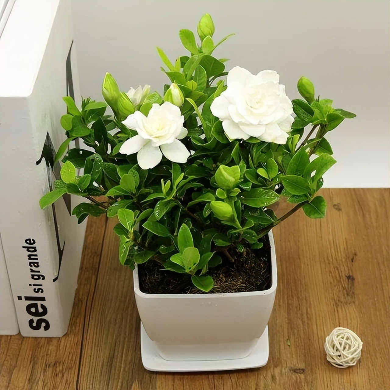 4 cây cảnh thơm ngát, đặt 1 chậu nhỏ ở phòng khách cả nhà ướp hương, hút tài, chiêu lộc rất tốt- Ảnh 4.