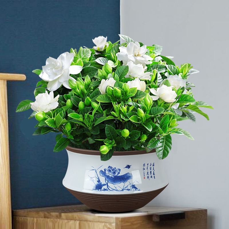 4 cây cảnh thơm ngát, đặt 1 chậu nhỏ ở phòng khách cả nhà ướp hương, hút tài, chiêu lộc rất tốt- Ảnh 3.