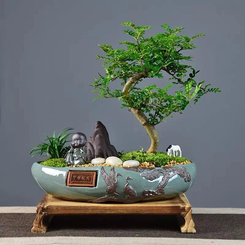 4 cây cảnh thơm ngát, đặt 1 chậu nhỏ ở phòng khách cả nhà ướp hương, hút tài, chiêu lộc rất tốt- Ảnh 9.