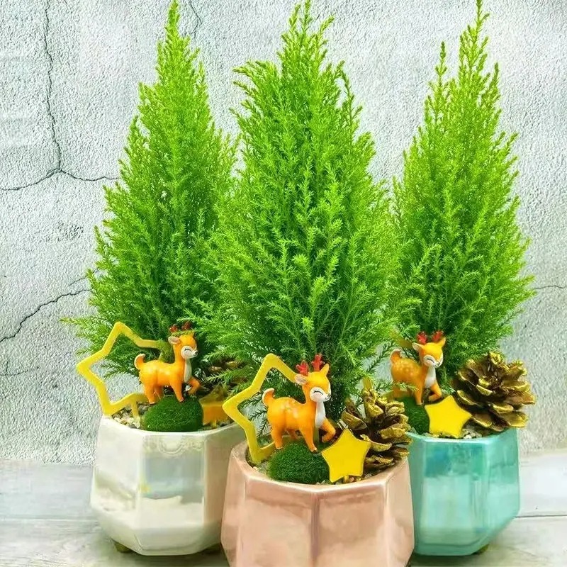 4 cây cảnh thơm ngát, đặt 1 chậu nhỏ ở phòng khách cả nhà ướp hương, hút tài, chiêu lộc rất tốt- Ảnh 5.