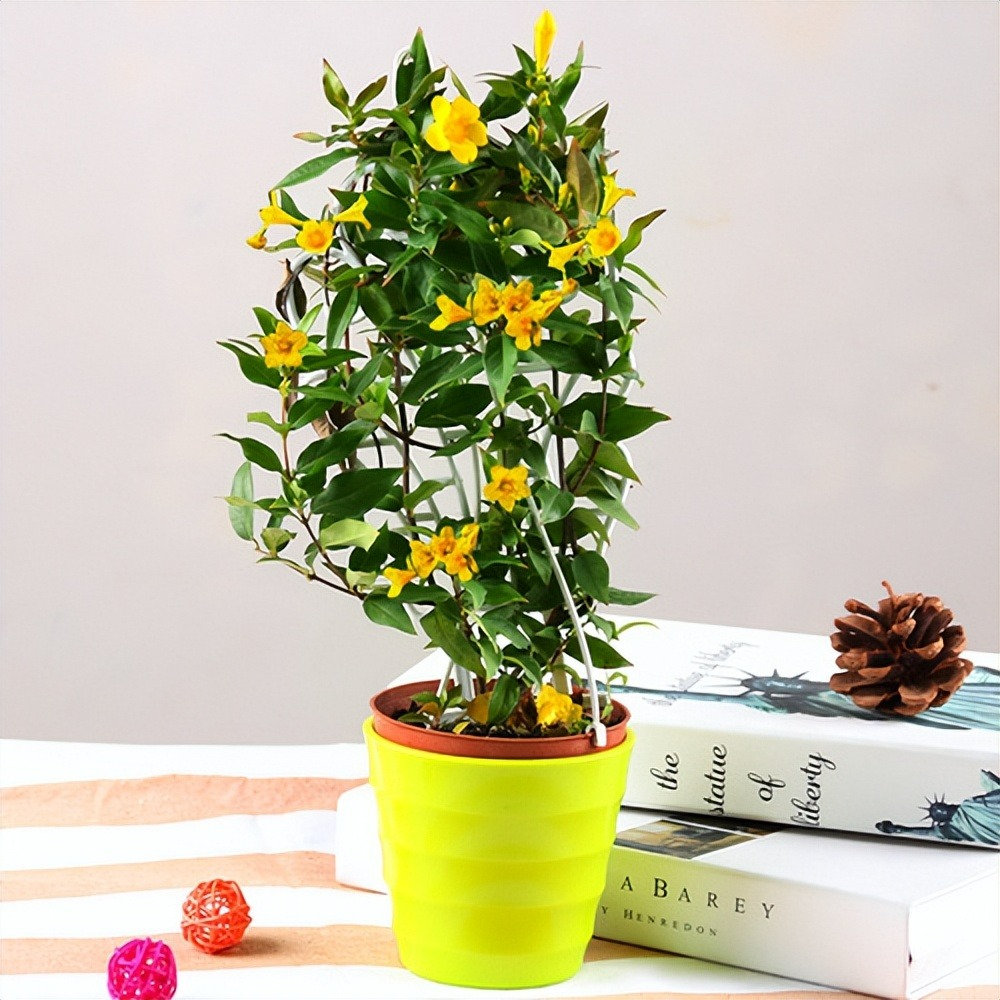 4 cây cảnh đẹp, độc, dù thích đến mấy cũng đừng trồng trong nhà - Ảnh 2.