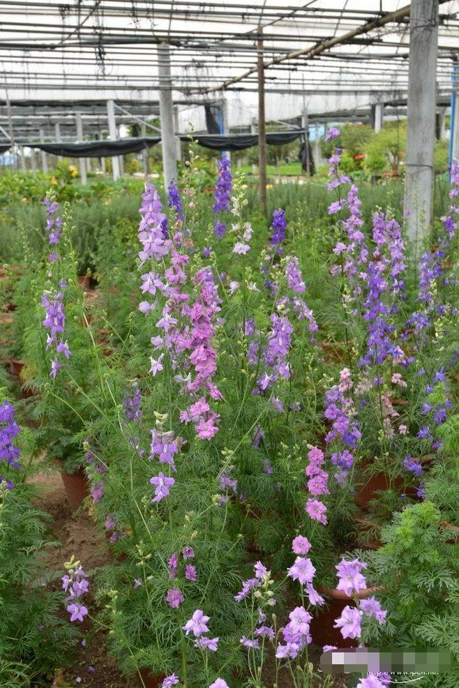 4 cây cảnh đẹp, độc, dù thích đến mấy cũng đừng trồng trong nhà - Ảnh 9.