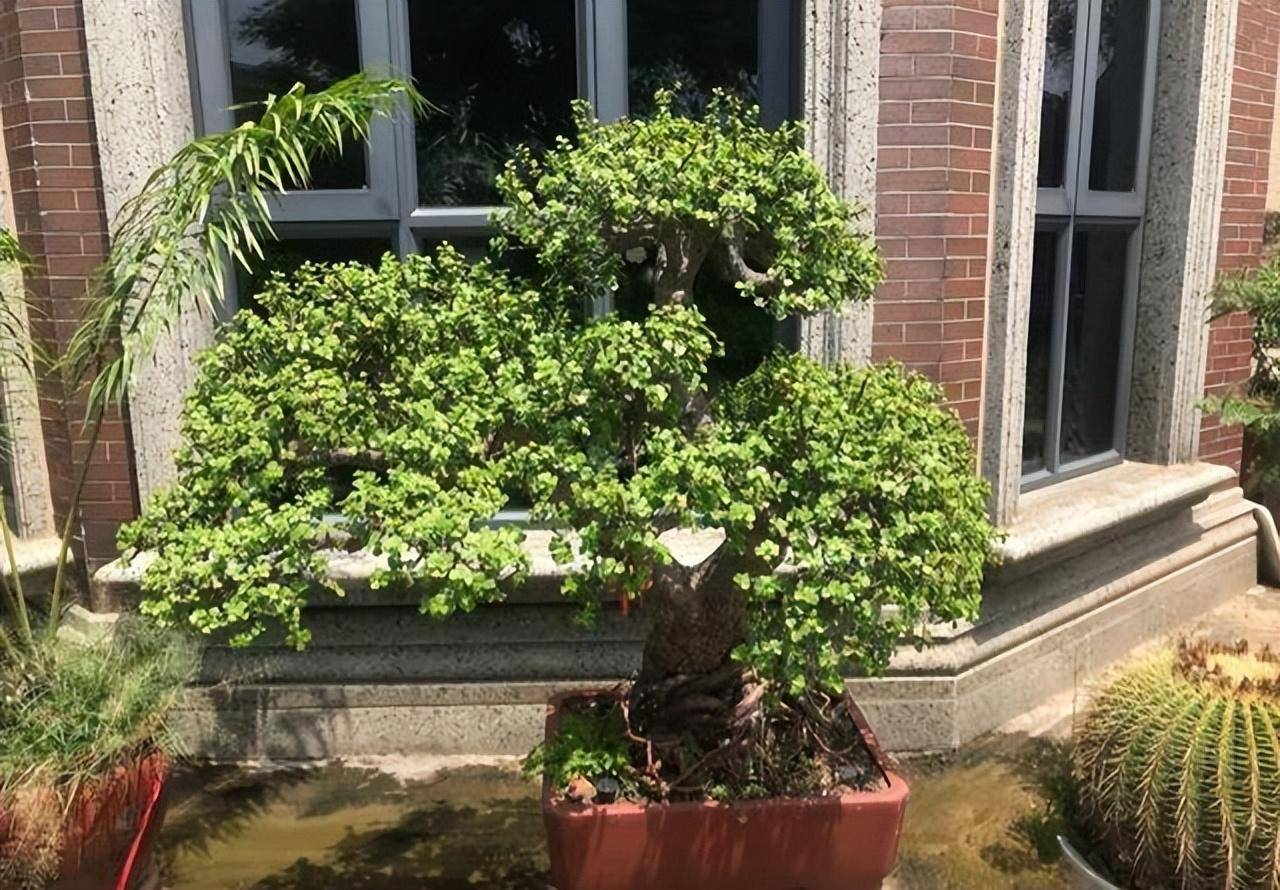 Sắp Tết, trồng cây cảnh "tụ tài" để gia đình cát tường, may mắn, thu hút tài lộc tứ phương - Ảnh 8.