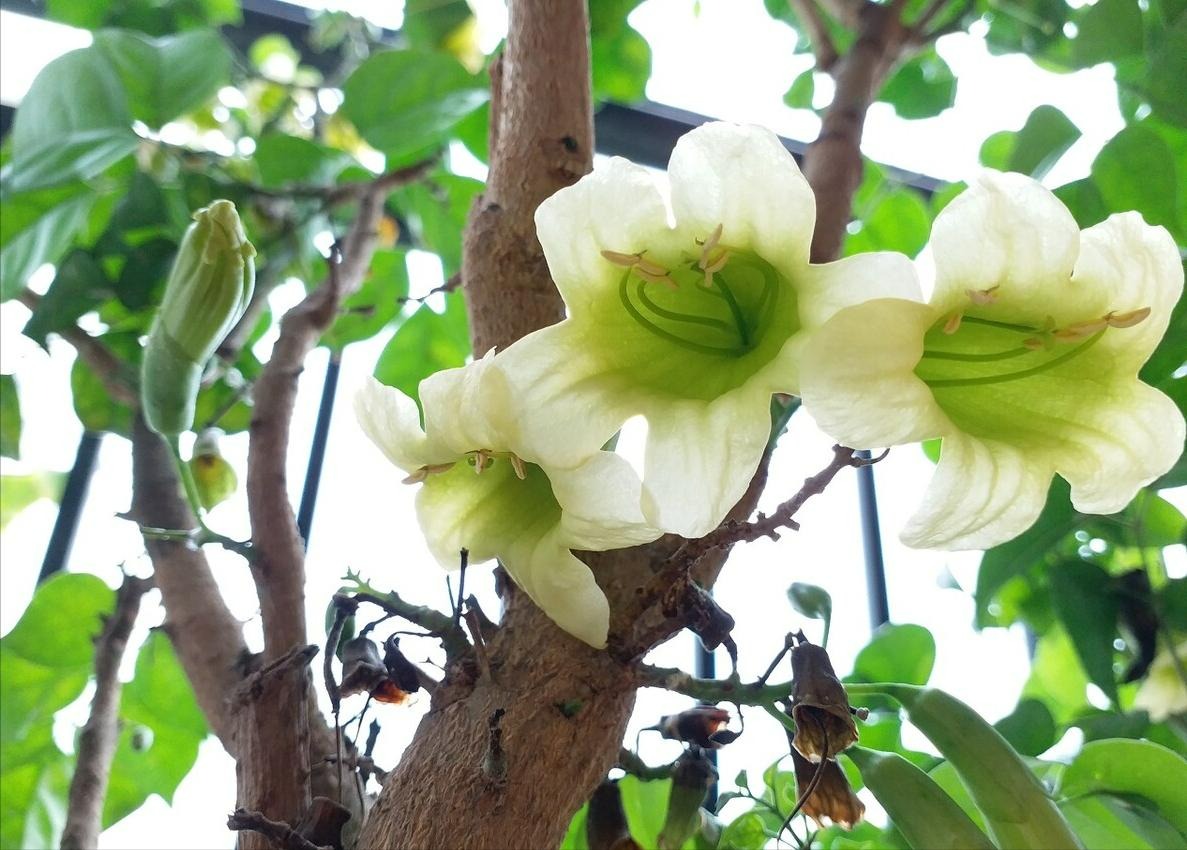 Sắp Tết, trồng cây cảnh "tụ tài" để gia đình cát tường, may mắn, thu hút tài lộc tứ phương - Ảnh 12.