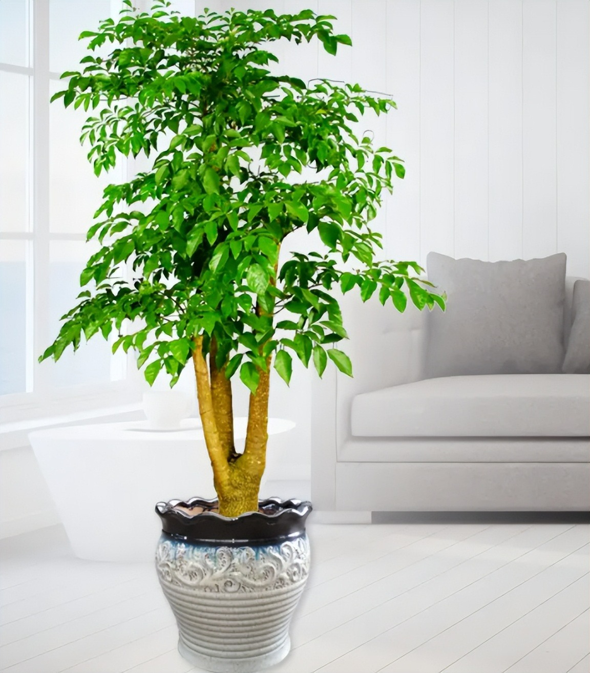 Sắp Tết, trồng cây cảnh "tụ tài" để gia đình cát tường, may mắn, thu hút tài lộc tứ phương - Ảnh 11.