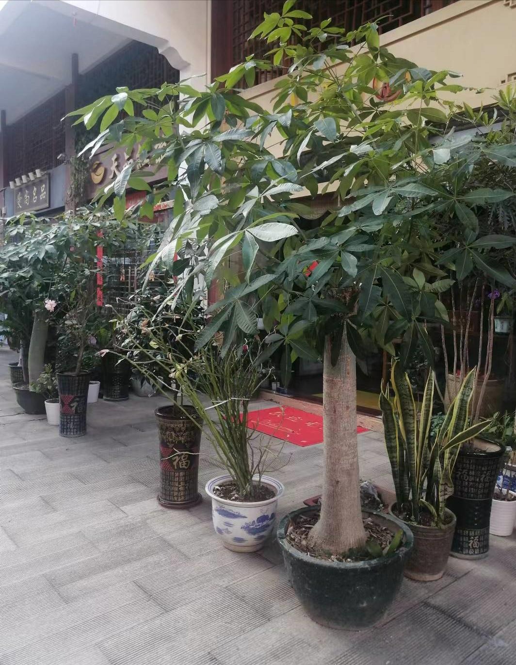 Sắp Tết, trồng cây cảnh "tụ tài" để gia đình cát tường, may mắn, thu hút tài lộc tứ phương - Ảnh 2.