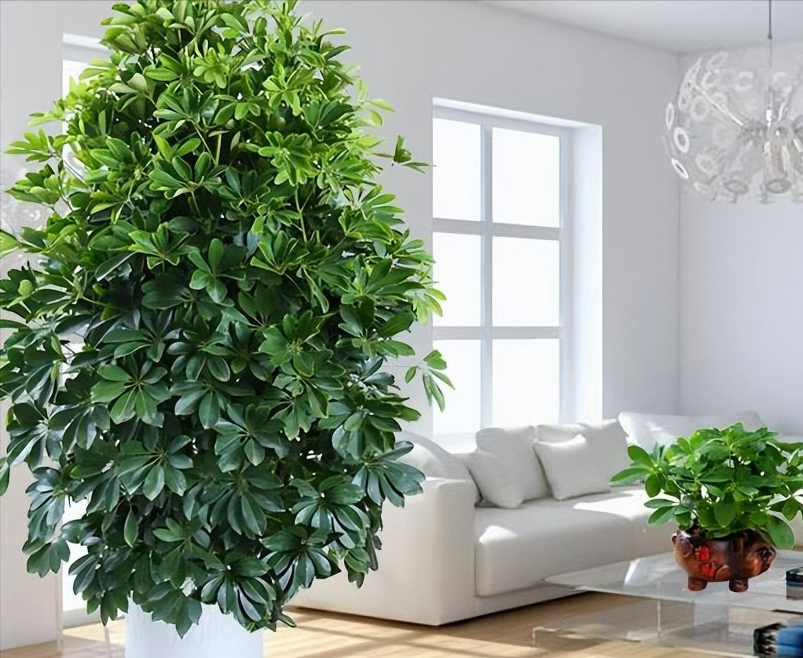 Sắp Tết, trồng cây cảnh "tụ tài" để gia đình cát tường, may mắn, thu hút tài lộc tứ phương - Ảnh 3.