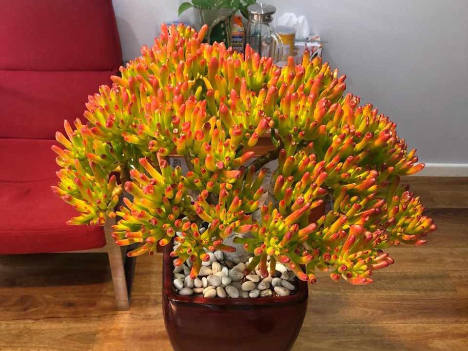 Sắp Tết, trồng cây cảnh "tụ tài" để gia đình cát tường, may mắn, thu hút tài lộc tứ phương - Ảnh 9.