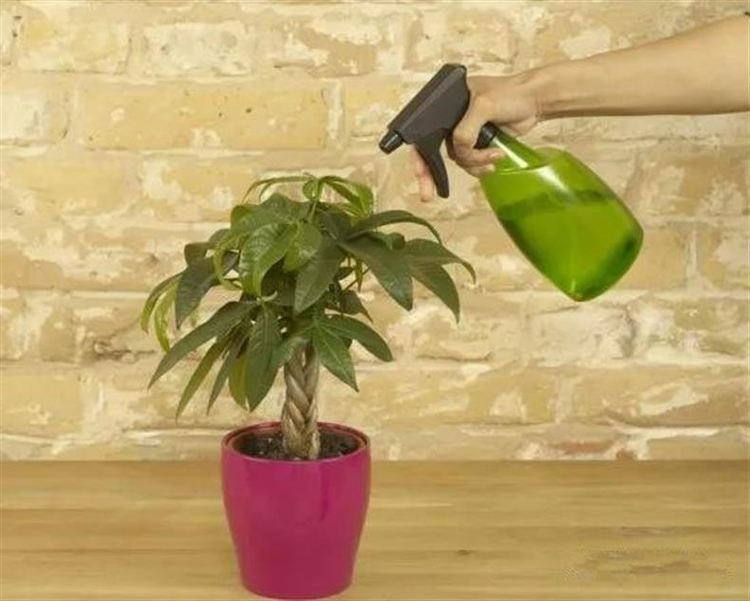 4 cây cảnh "nghiện bia", uống 1 ly trong 7 ngày, lá mọc điên cuồng, hoa bung rực rỡ - Ảnh 5. 4 cây cảnh "nghiện bia", uống 1 ly trong 7 ngày, lá mọc điên cuồng, hoa bung rực rỡ - Ảnh 5.