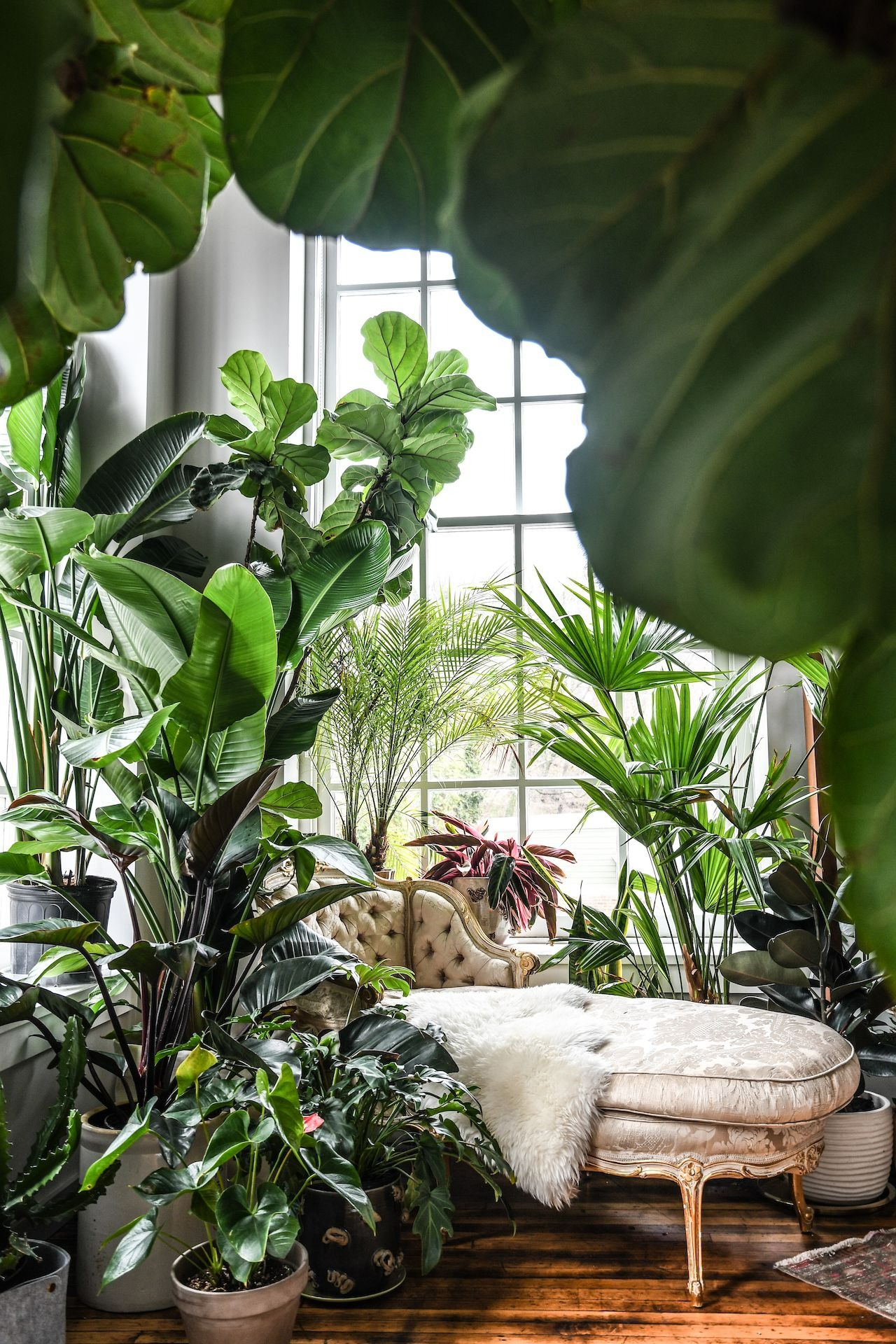 Mùa đông, trồng cây cảnh bị vàng lá, tưới ngày 2 loại nước "thần dược" này, lá xanh mướt, sáng bóng - Ảnh 2.