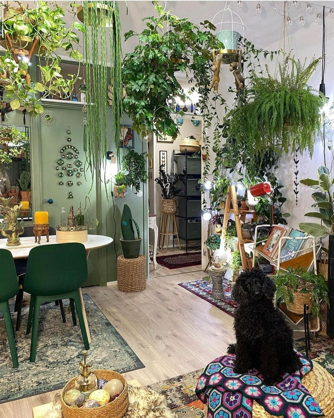 Mùa đông, trồng cây cảnh bị vàng lá, tưới ngày 2 loại nước "thần dược" này, lá xanh mướt, sáng bóng - Ảnh 6.