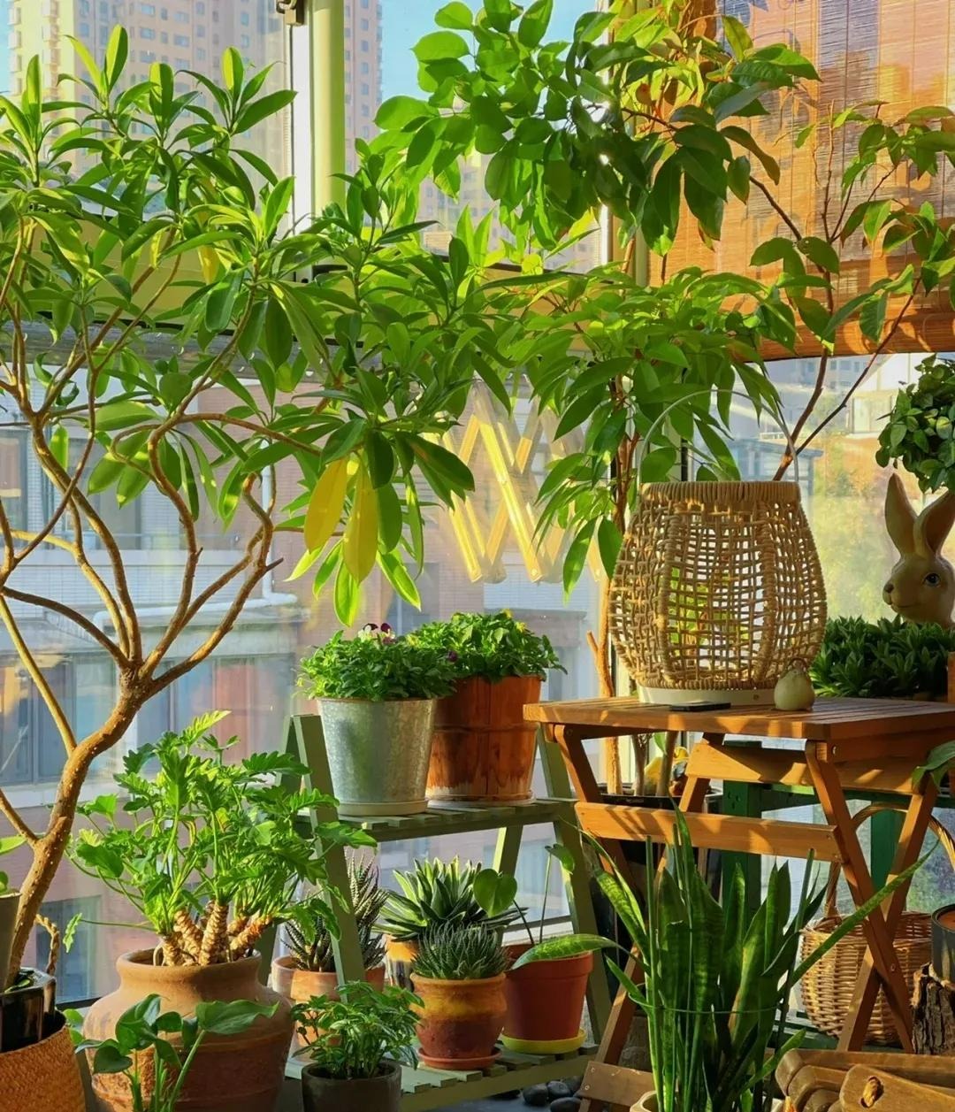 Mùa đông, trồng cây cảnh bị vàng lá, tưới ngày 2 loại nước "thần dược" này, lá xanh mướt, sáng bóng - Ảnh 5.