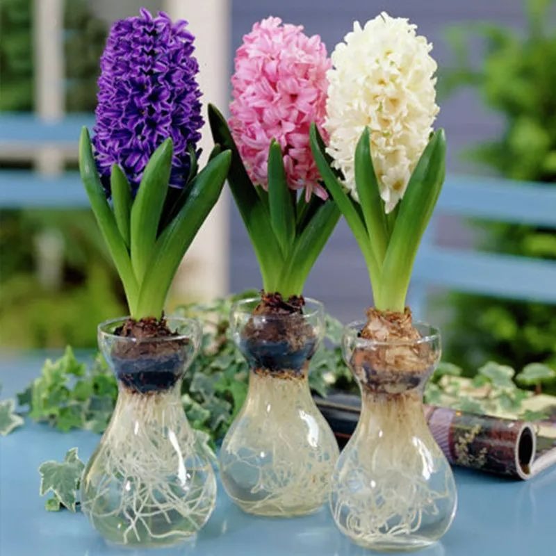 4 cây cảnh nở hoa "khủng" đúng dịp Tết, trồng ngay để cả nhà thơm ngát đầu năm mới - Ảnh 9.