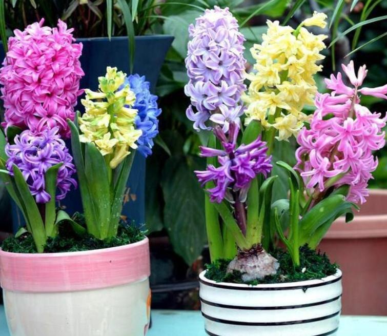 4 cây cảnh nở hoa "khủng" đúng dịp Tết, trồng ngay để cả nhà thơm ngát đầu năm mới - Ảnh 8.