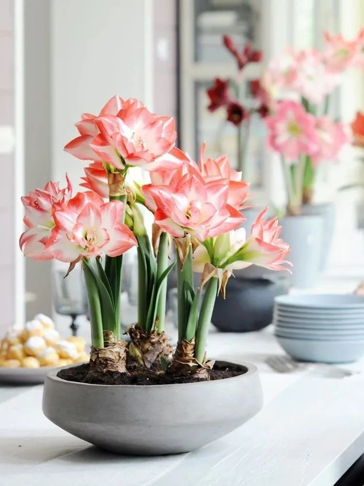 4 cây cảnh nở hoa "khủng" đúng dịp Tết, trồng ngay để cả nhà thơm ngát đầu năm mới - Ảnh 4.